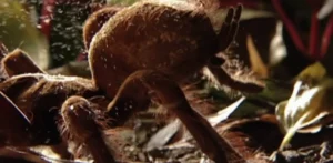 עכביש גוליית אוכל-ציפורים