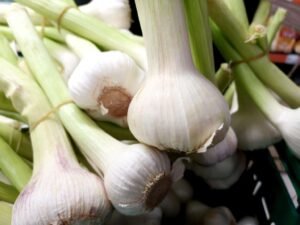 שום נגד סרטן והתקררות