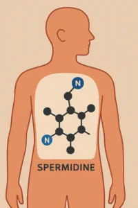 המדע מאחורי הספרמידין