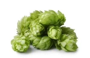 כשות רפואית: 5 יתרונות בריאותיים מוכחים