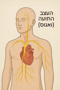 קורטיזול גבוה, חרדה וערפל מוחי